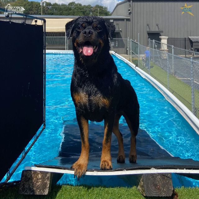 Dog dock diving sales pool